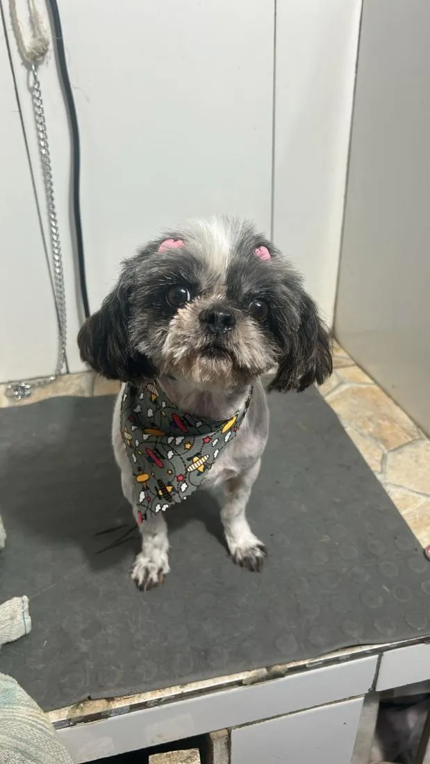 Cachorro raça Shitzu idade 4 anos nome LuLu