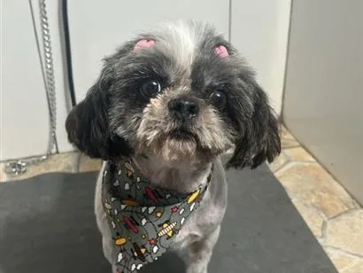 Cachorro raça Shitzu idade 4 anos nome LuLu