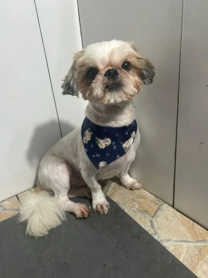 Cachorro raça Shitzu idade 3 anos nome Luf