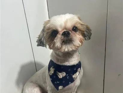 Cachorro raça Shitzu idade 3 anos nome Luf