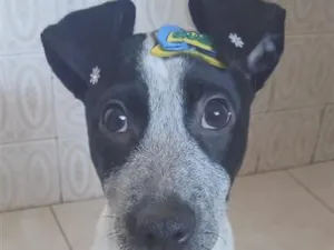 Cachorro raça SRD-ViraLata idade 7 a 11 meses nome Aurora