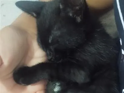 Gato raça SRD-ViraLata idade 2 a 6 meses nome pretinho 