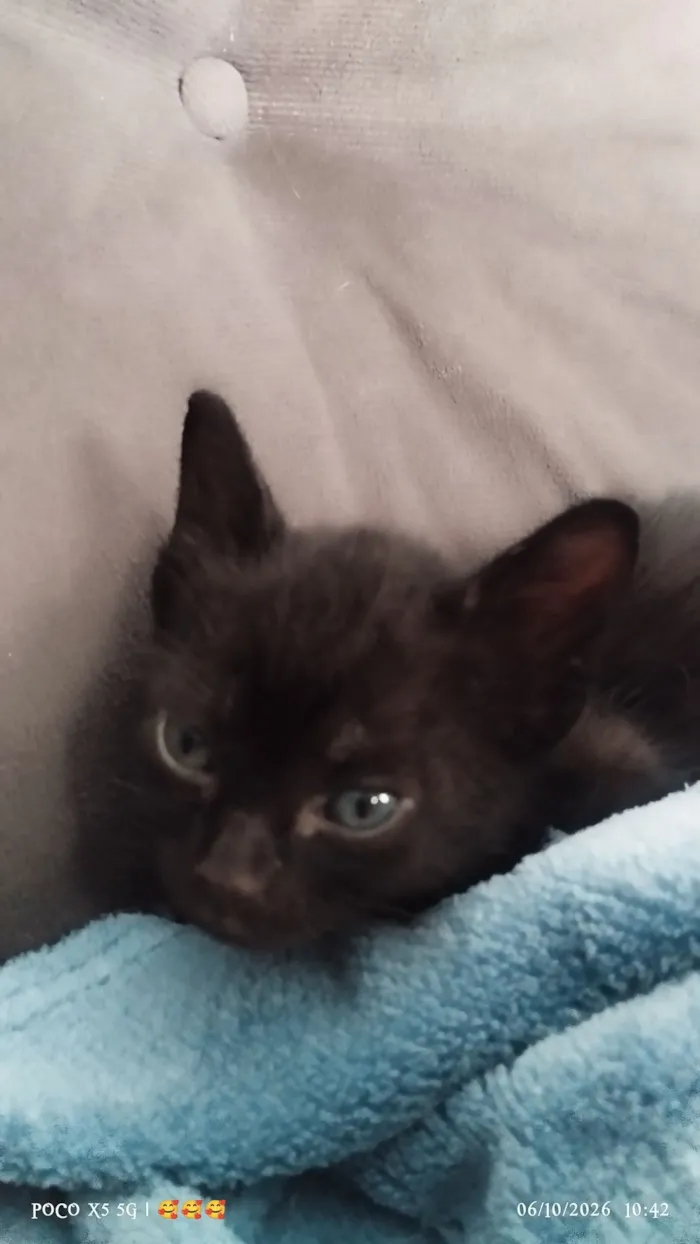 Gato raça SRD-ViraLata idade 2 a 6 meses nome pretinho 