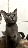 Bella