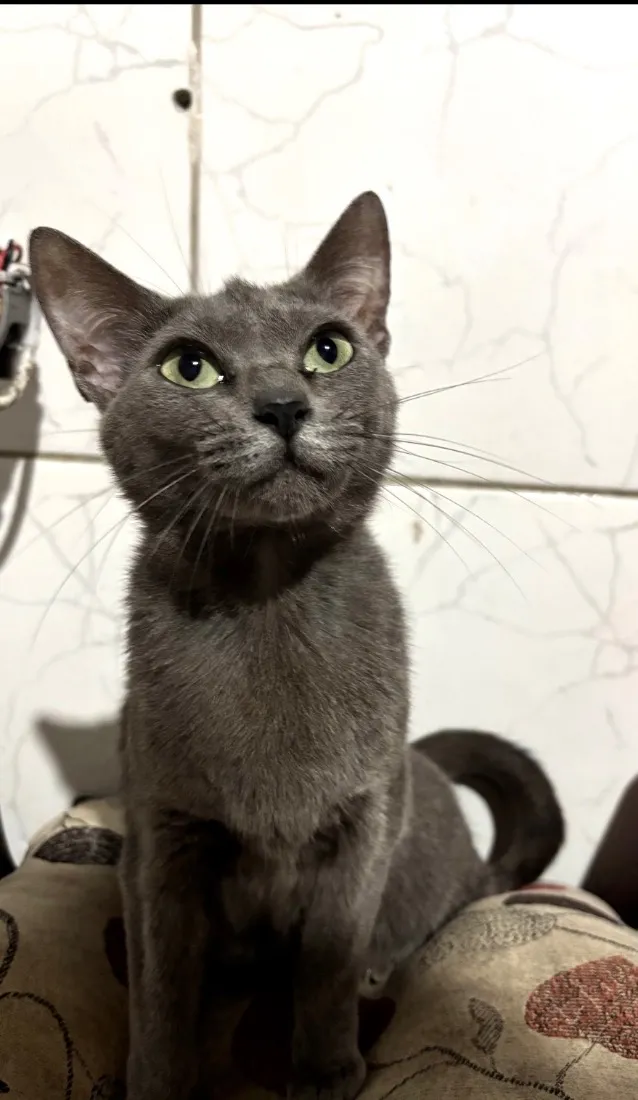 Gato raça SRD-ViraLata idade 2 anos nome Bella