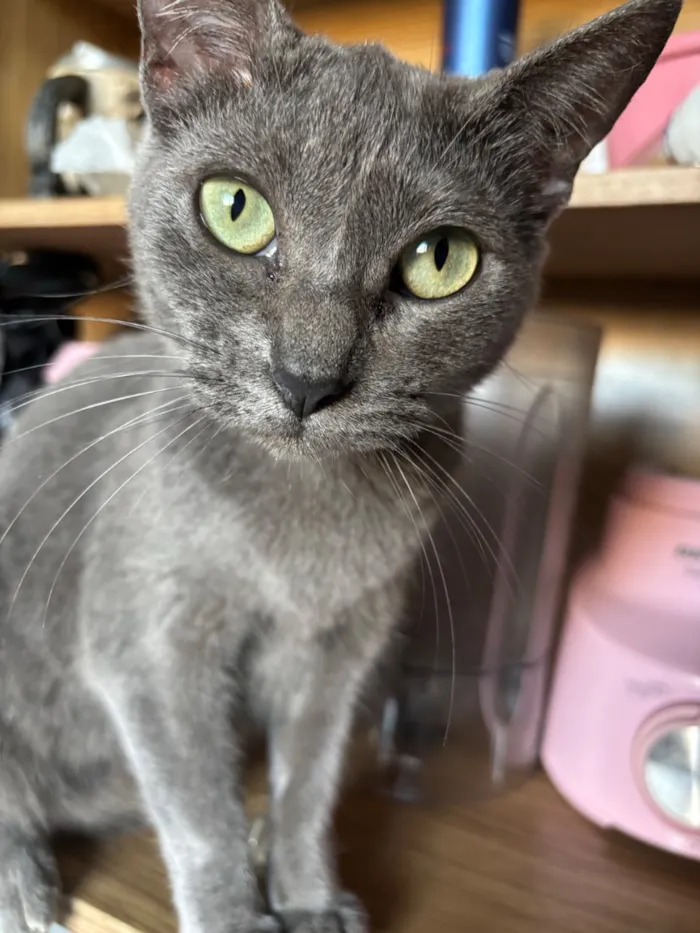 Gato raça SRD-ViraLata idade 2 anos nome Bella