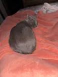Bella