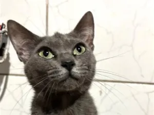 Gato raça SRD-ViraLata idade 2 anos nome Bella