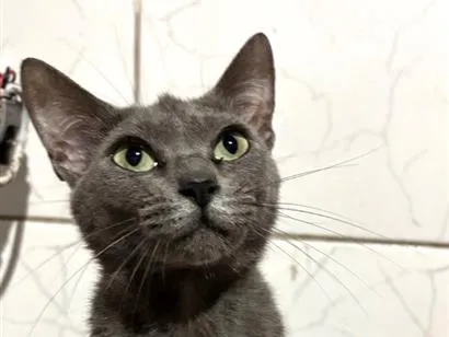 Gato raça SRD-ViraLata idade 2 anos nome Bella