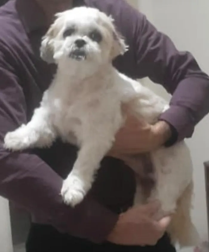 Cachorro raça Shitzu idade 6 ou mais anos nome Lili