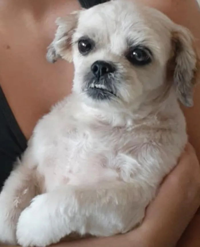 Cachorro raça Shitzu idade 6 ou mais anos nome Lili
