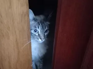 Gato raça SRD-ViraLata idade 4 anos nome Marie