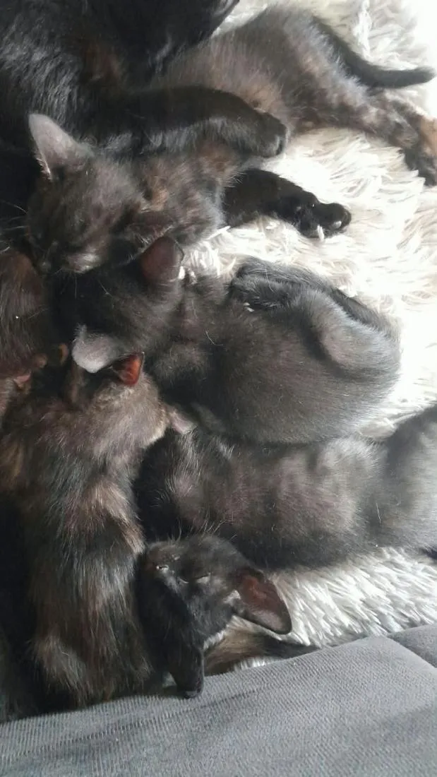 Gato raça SRD-ViraLata idade Abaixo de 2 meses nome pretinho, rajada 