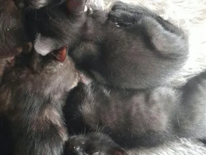 Gato raça SRD-ViraLata idade Abaixo de 2 meses nome pretinho, rajada 