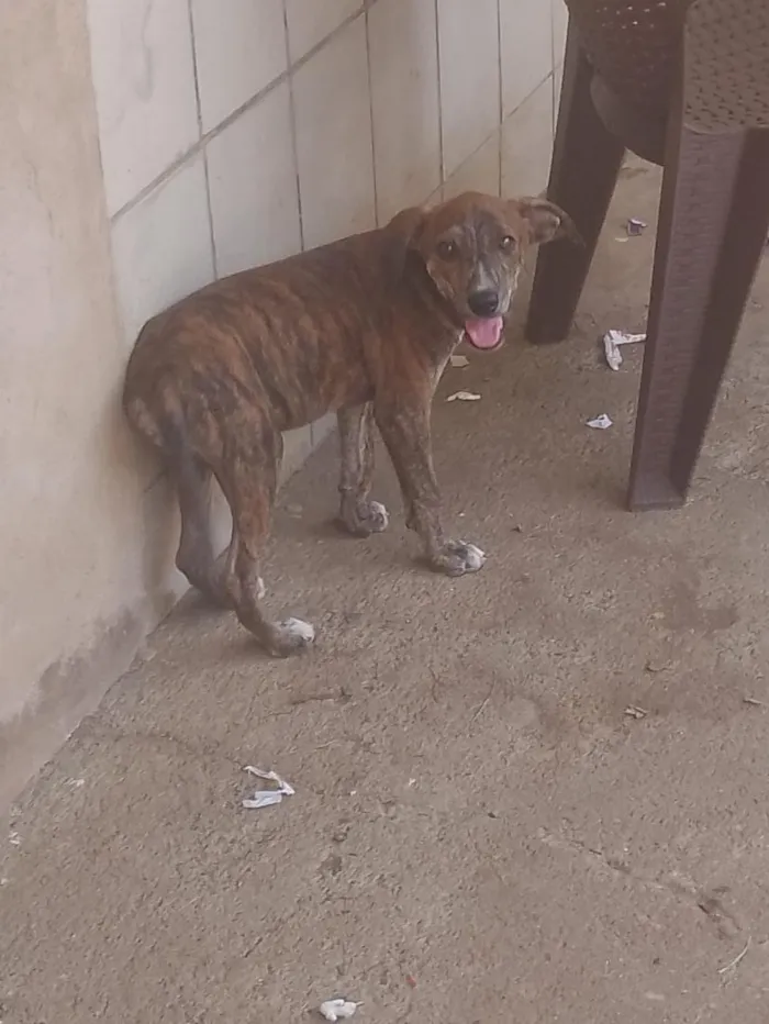 Cachorro raça SRD-ViraLata idade 2 a 6 meses nome DOAÇÃO