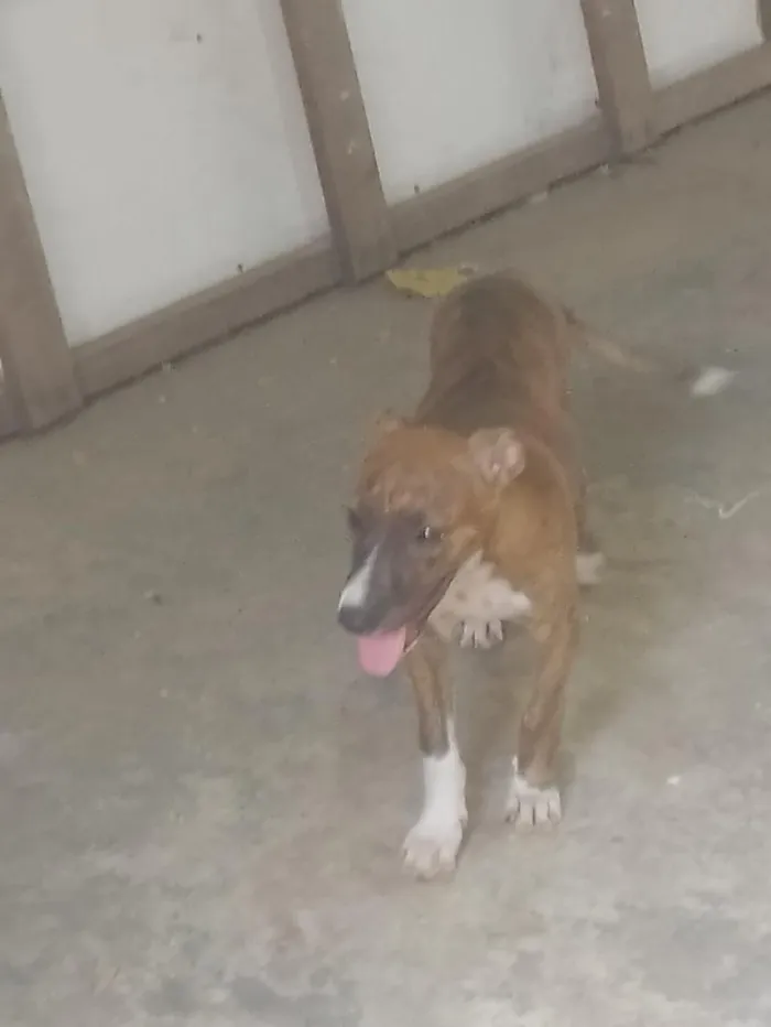 Cachorro raça SRD-ViraLata idade 2 a 6 meses nome DOAÇÃO