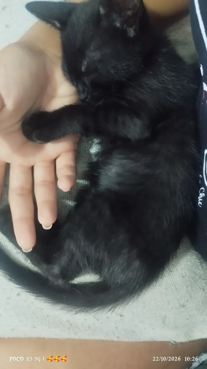 Gato raça SRD-ViraLata idade Abaixo de 2 meses nome pretinho, rajada 