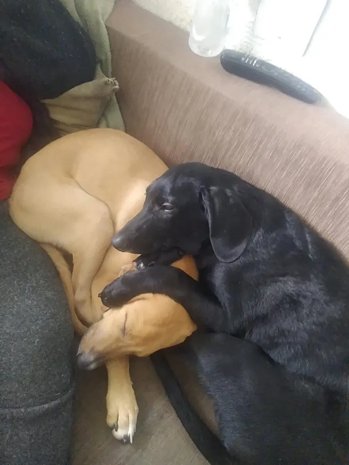 Cachorro raça SRD-ViraLata idade 7 a 11 meses nome Frederico e Fofinho