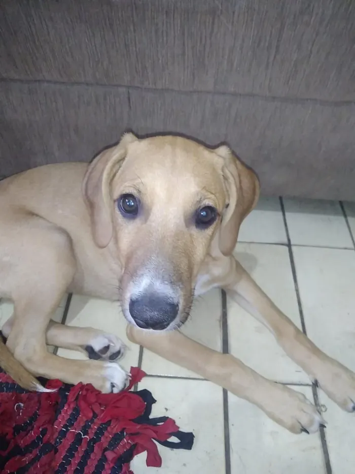 Cachorro raça SRD-ViraLata idade 7 a 11 meses nome Frederico e Fofinho