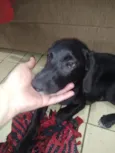 Frederico e Fofinho