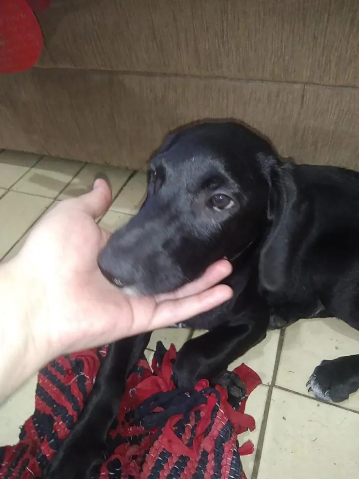 Cachorro raça SRD-ViraLata idade 7 a 11 meses nome Frederico e Fofinho