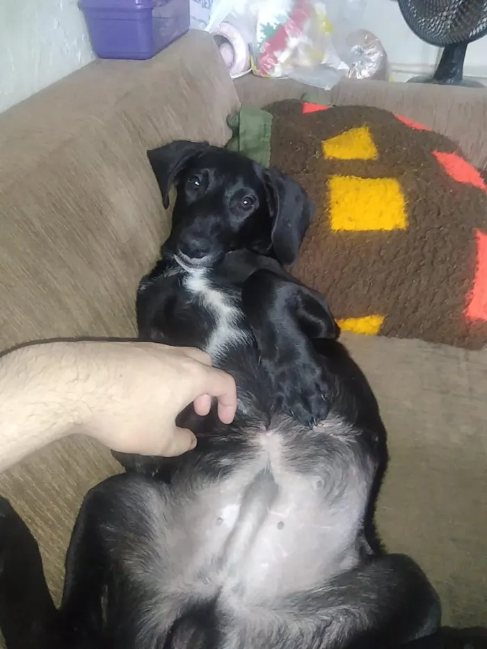 Cachorro raça SRD-ViraLata idade 7 a 11 meses nome Frederico e Fofinho