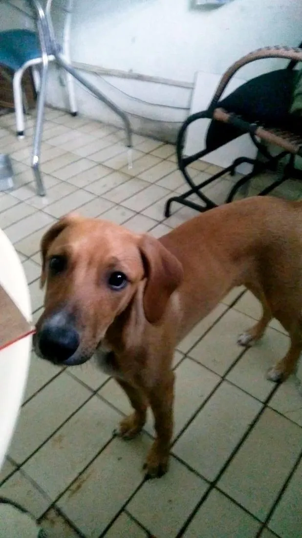 Cachorro raça SRD-ViraLata idade 7 a 11 meses nome Frederico e Fofinho