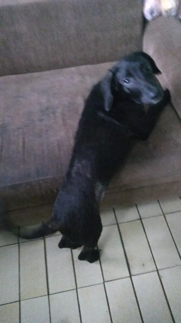 Cachorro raça SRD-ViraLata idade 7 a 11 meses nome Frederico e Fofinho