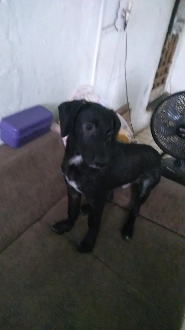 Cachorro raça SRD-ViraLata idade 7 a 11 meses nome Frederico e Fofinho