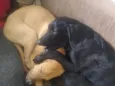 Frederico e Fofinho