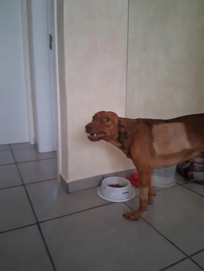 Cachorro raça SRD-ViraLata idade 1 ano nome Ymir