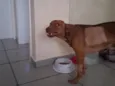 Ymir