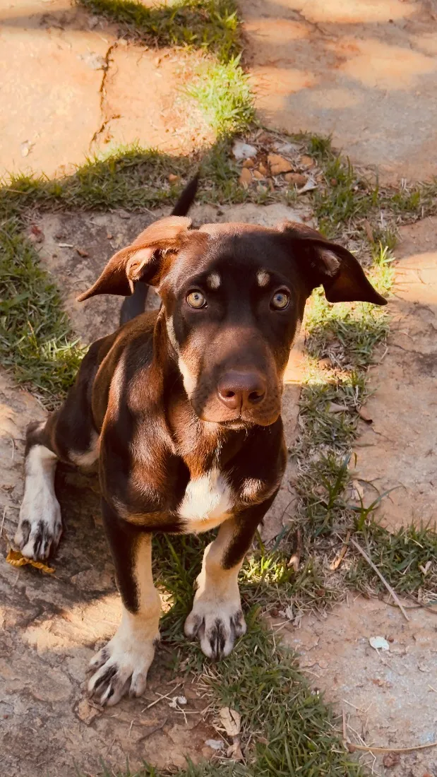 Cachorro raça SRD-ViraLata idade 2 a 6 meses nome Nero