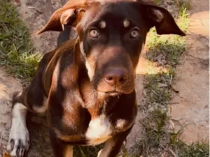 Cachorro raça SRD-ViraLata idade 2 a 6 meses nome Nero