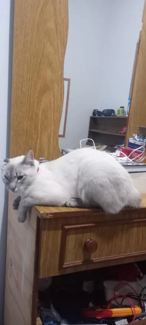 Gato raça Siamês idade 1 ano nome Astrid