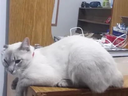 Gato raça Siamês idade 1 ano nome Astrid