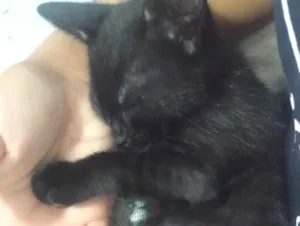 Gato raça SRD-ViraLata idade 2 a 6 meses nome pretinho 