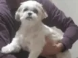 Lili