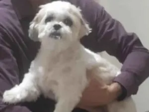 Cachorro raça Shitzu idade 6 ou mais anos nome Lili