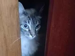 Gato raça SRD-ViraLata idade 4 anos nome Marie