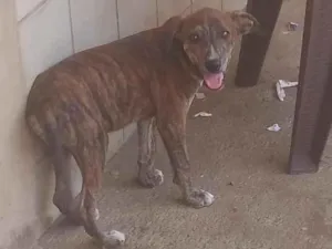 Cachorro raça SRD-ViraLata idade 2 a 6 meses nome DOAÇÃO