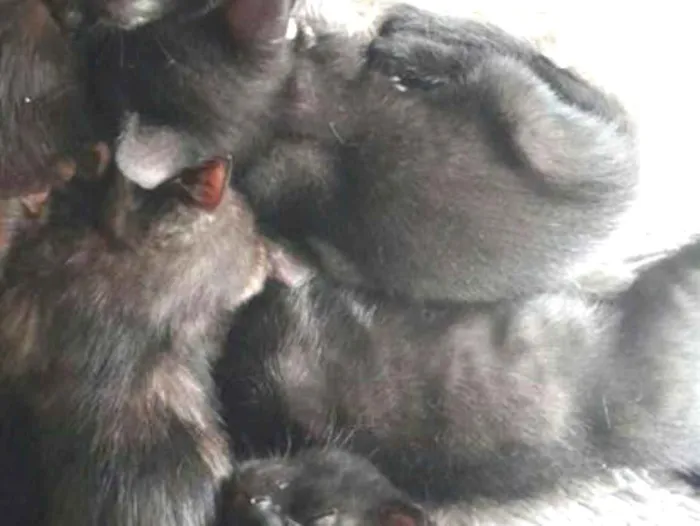 Gato raça SRD-ViraLata idade Abaixo de 2 meses nome pretinho, rajada 