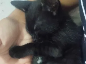 Gato raça SRD-ViraLata idade Abaixo de 2 meses nome pretinho, rajada 