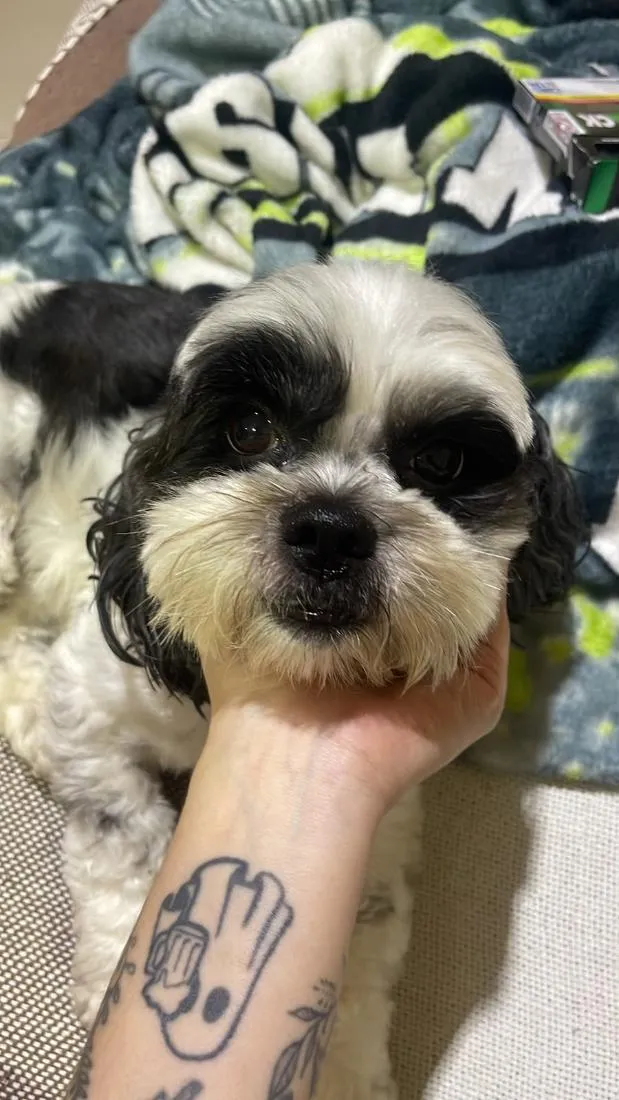 Cachorro raça Shitzu idade 6 ou mais anos nome MYA