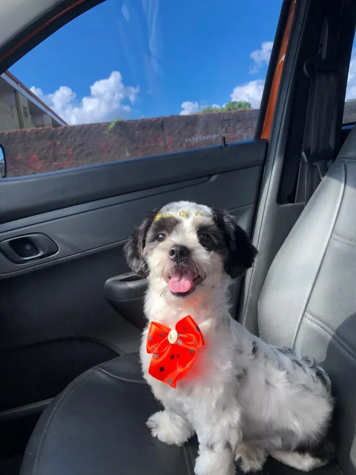 Cachorro raça Shitzu idade 6 ou mais anos nome MYA