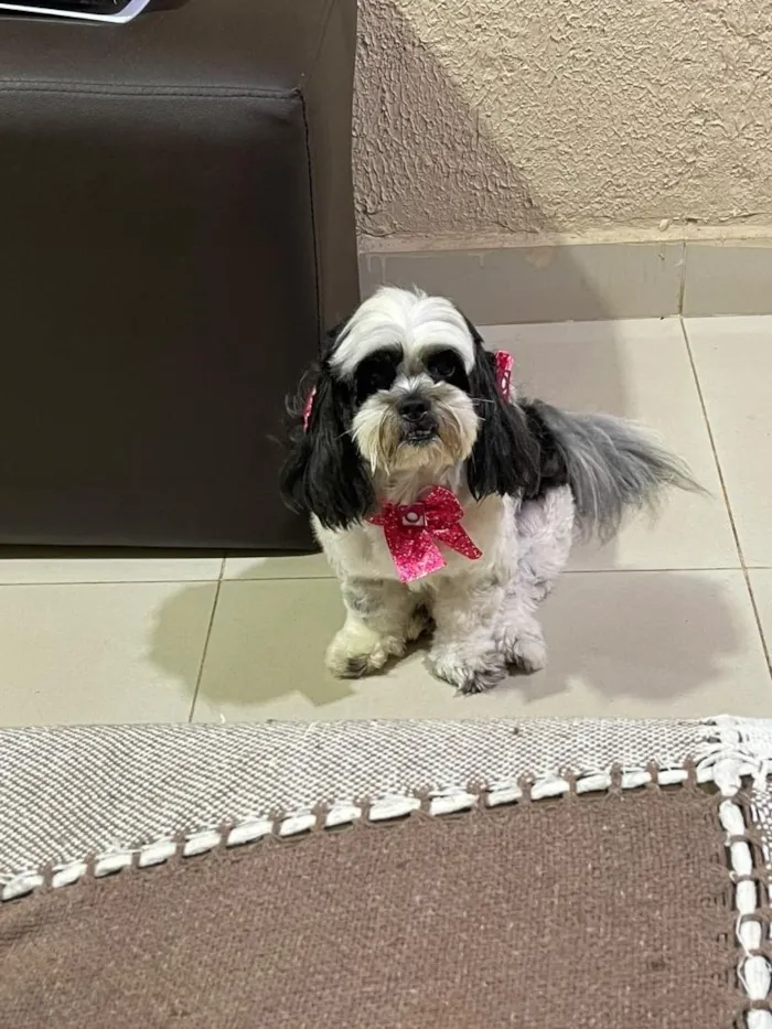 Cachorro raça Shitzu idade 6 ou mais anos nome MYA