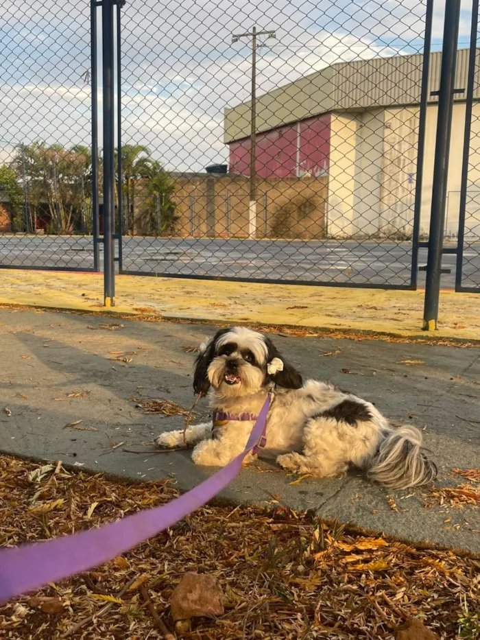 Cachorro raça Shitzu idade 6 ou mais anos nome MYA