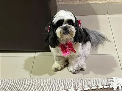 Cachorro raça Shitzu idade 6 ou mais anos nome MYA