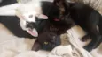 gata 