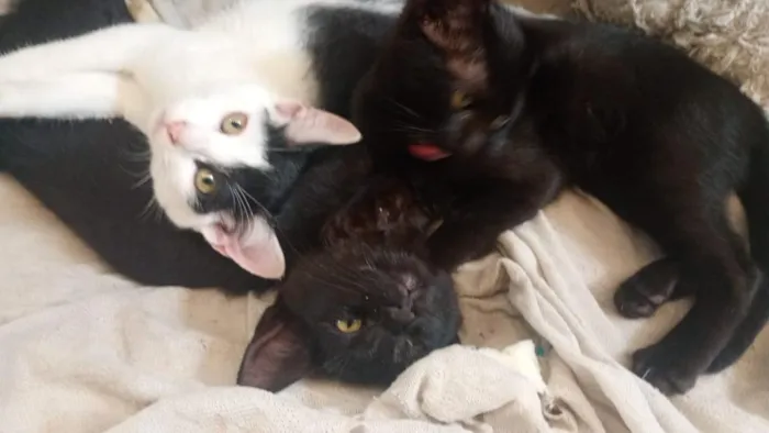 Gato raça SRD-ViraLata idade 2 a 6 meses nome gata 